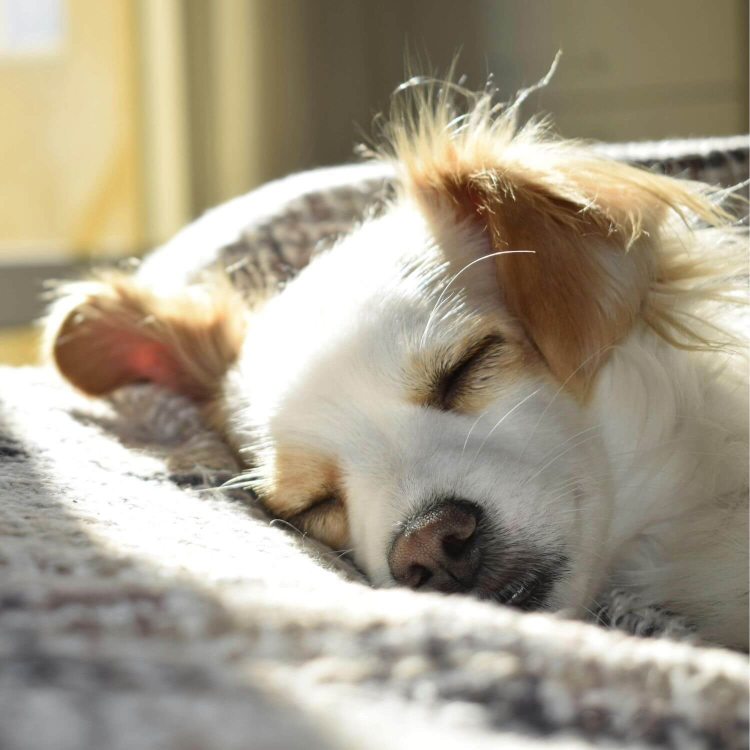Fascinating Facts About Dogs and Their Sleep #1
