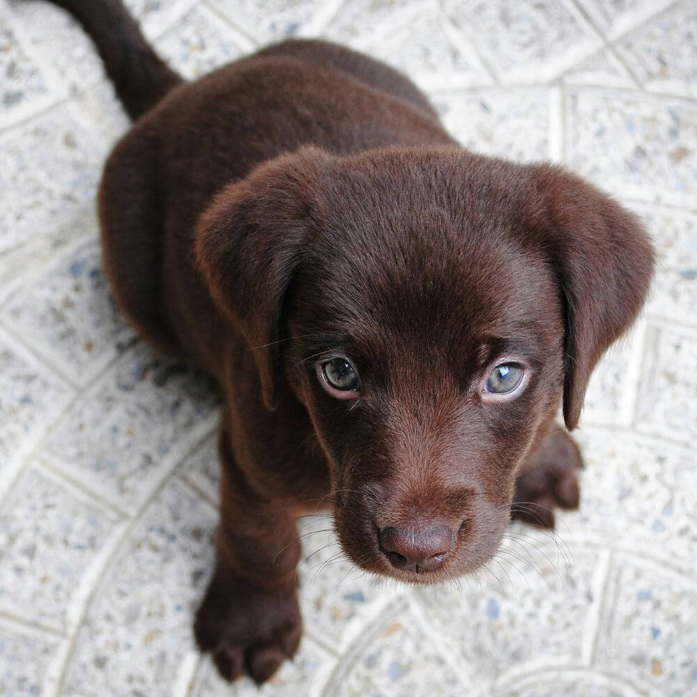 How to Choose the Perfect Dog Bed for Your Puppy?