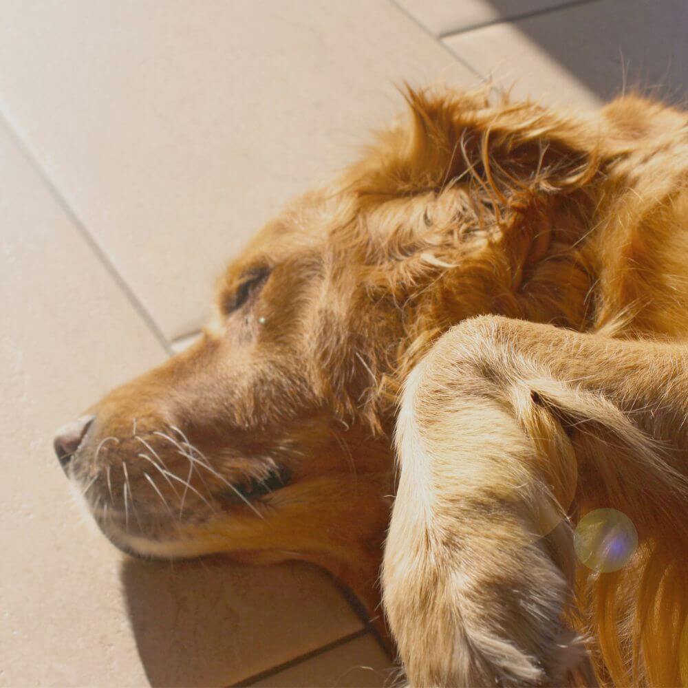 Fascinating Facts About Dogs and Their Sleep #2