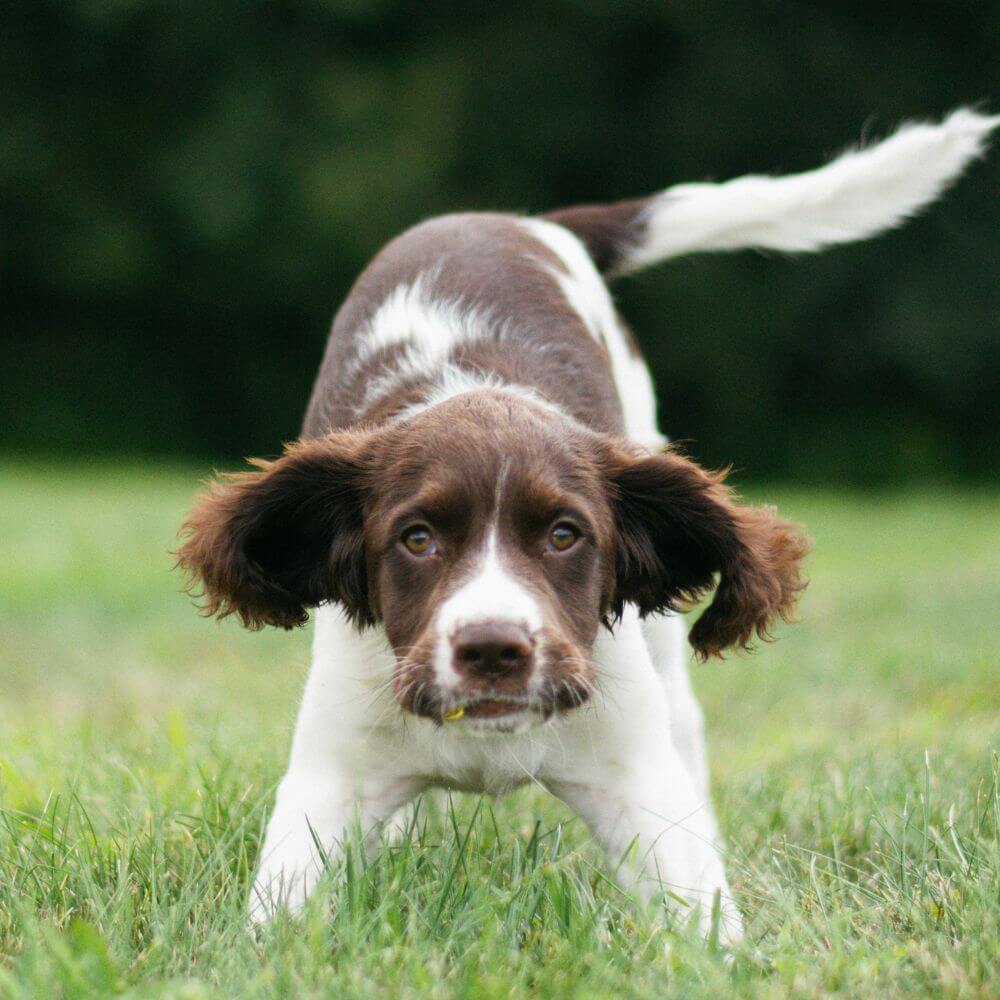 Why Does Your Dog Scratch Its Bed?