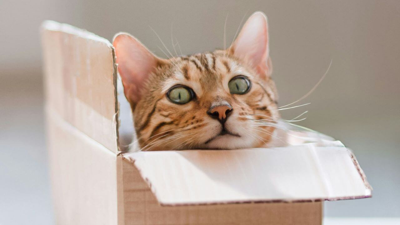 Purré