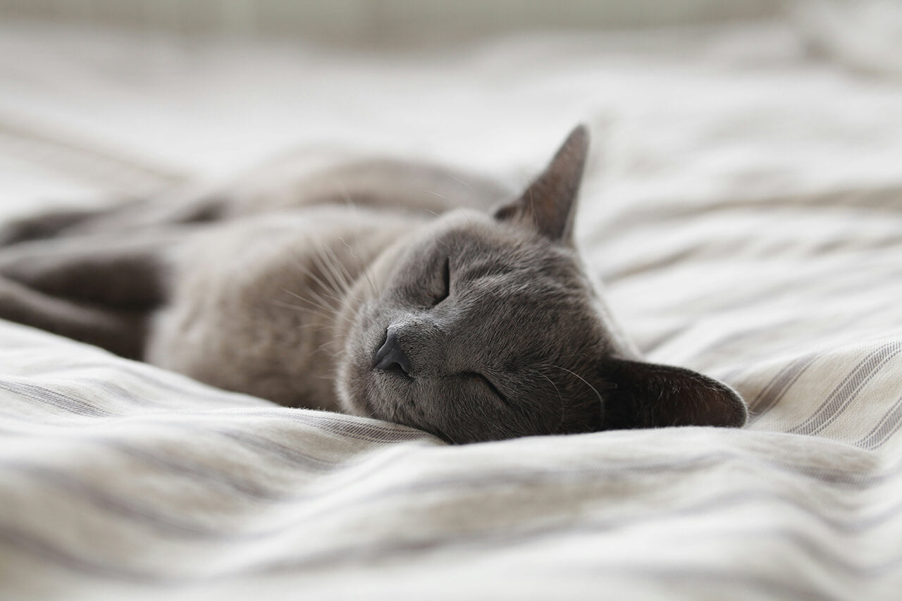 Purré